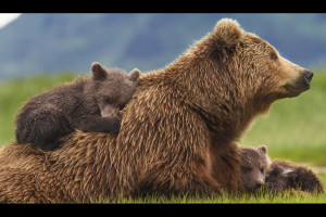 Xem phim Bears