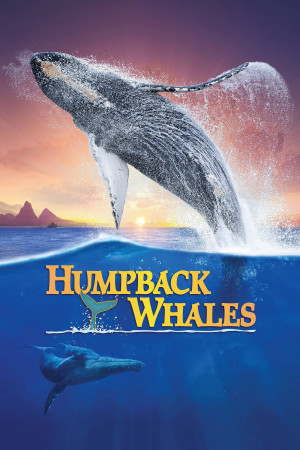 Cá Voi Lưng Gù (Humpback Whales) [2014]