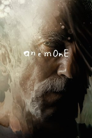 Hải Quỳ Nở Hoa (Anemone) [2025]