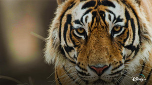 Xem phim Tiger